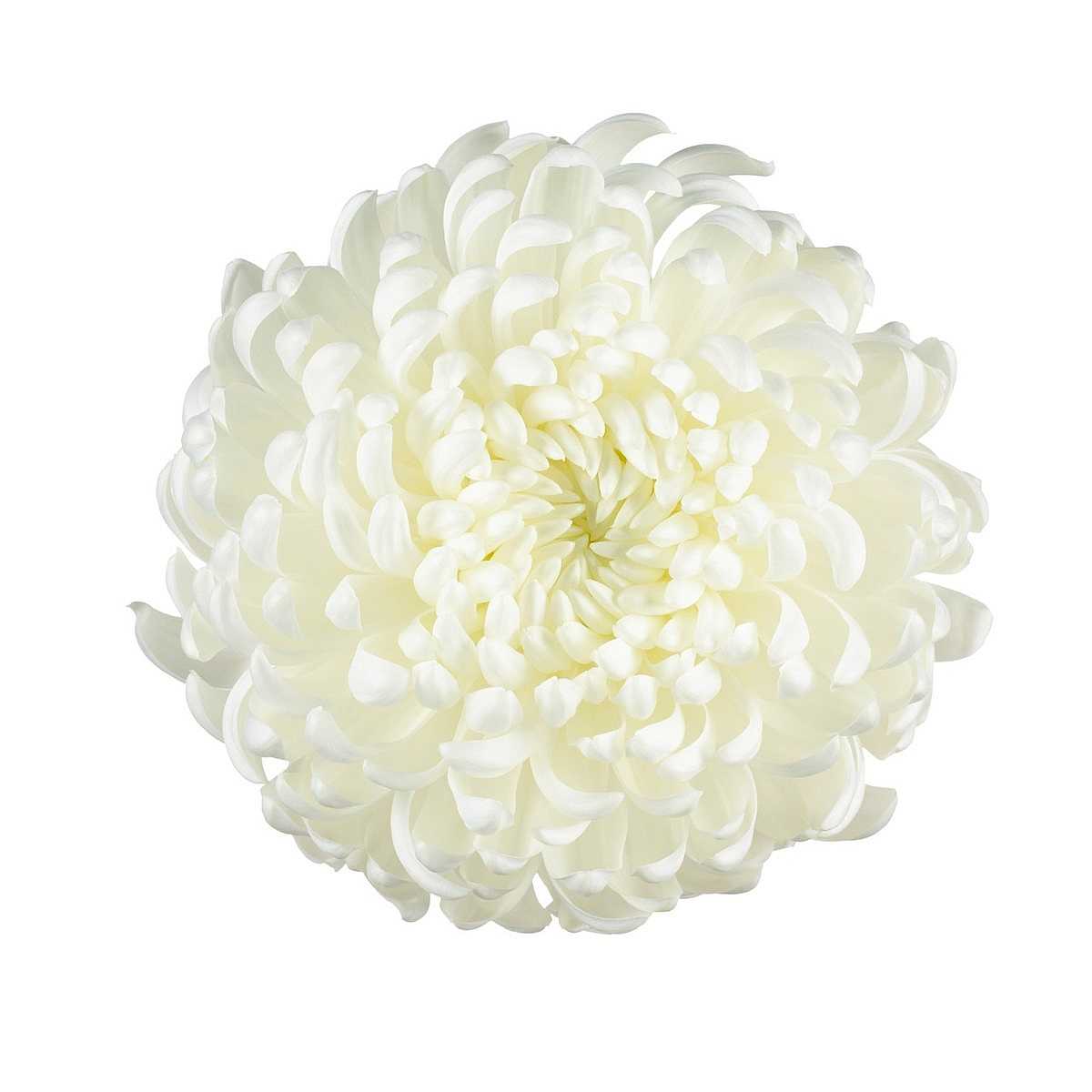 CHRYSANTHEMUM 'Cosmo White' – live perennial