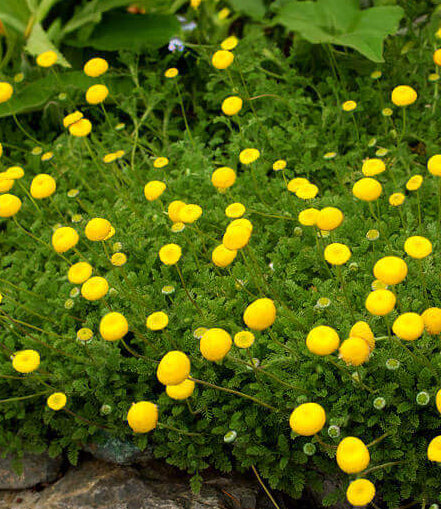 Cotula lineariloba – Brass Buttons