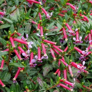 Cuphea 'Starfire Pink' – Cigar Plant