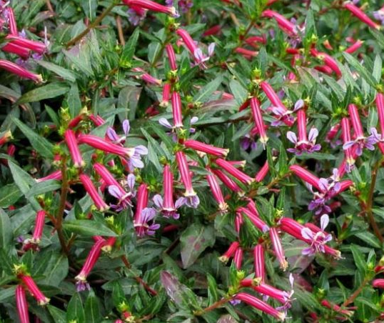 Cuphea 'Starfire Pink' – Cigar Plant