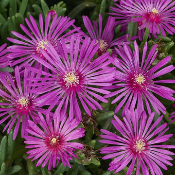Delosperma cooperi 'Early Bird Purple' – Purple Ice Plant