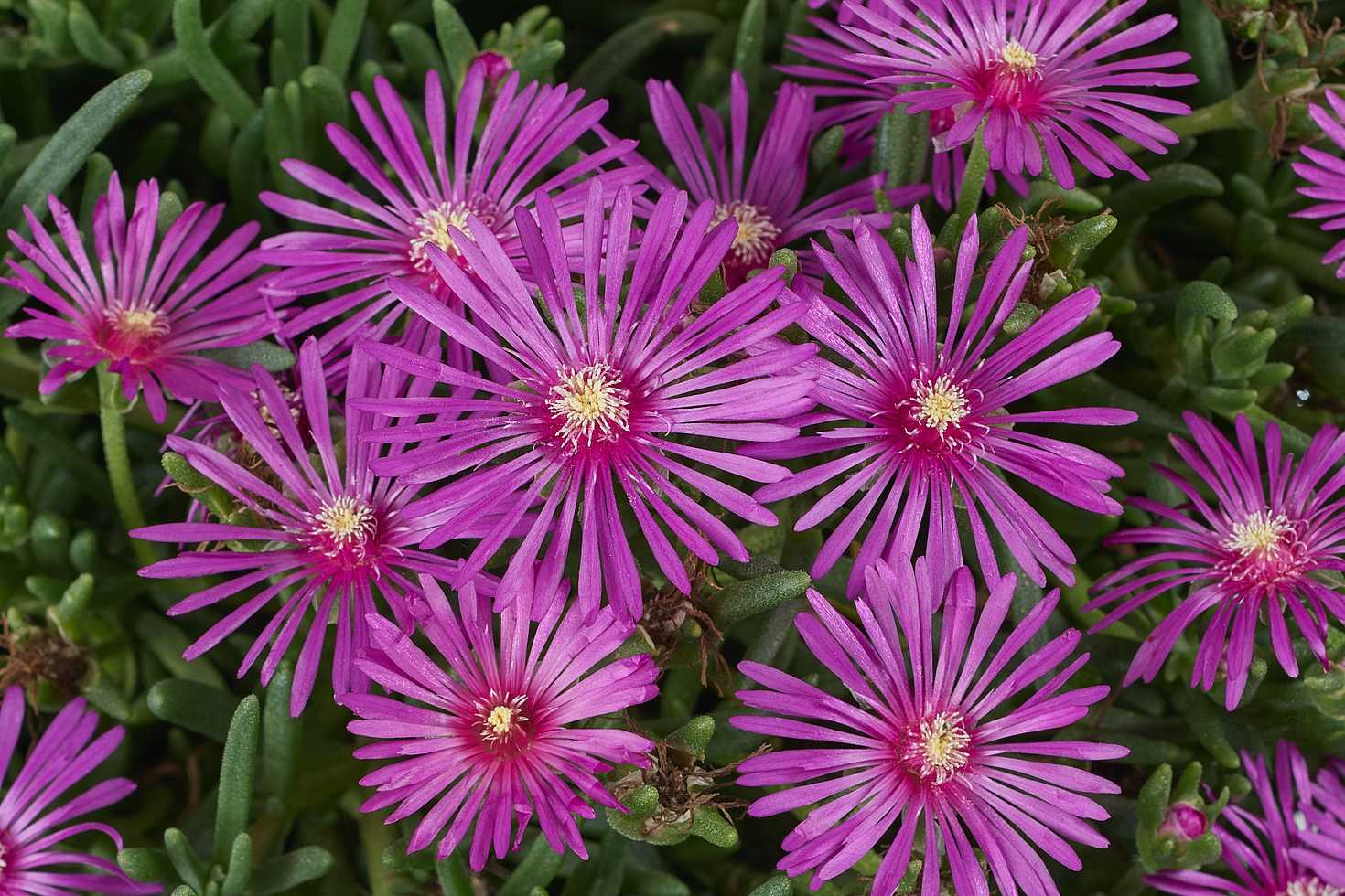 Delosperma cooperi 'Early Bird Purple' – Purple Ice Plant