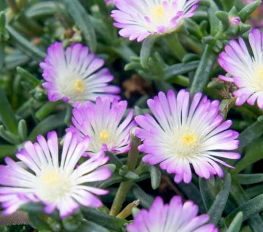 Delosperma 'Violet Wonder' – Ice Plant