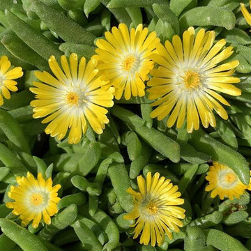 Delosperma 'Mountain Dew' – Yellow Ice Plant
