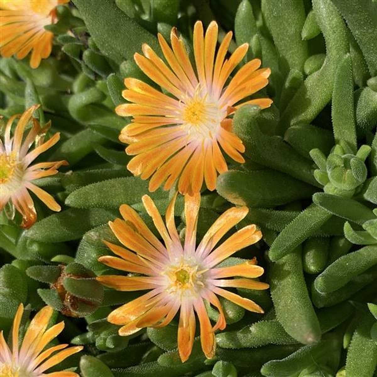 Delosperma 'Orange Crush' – Orange Ice Plant