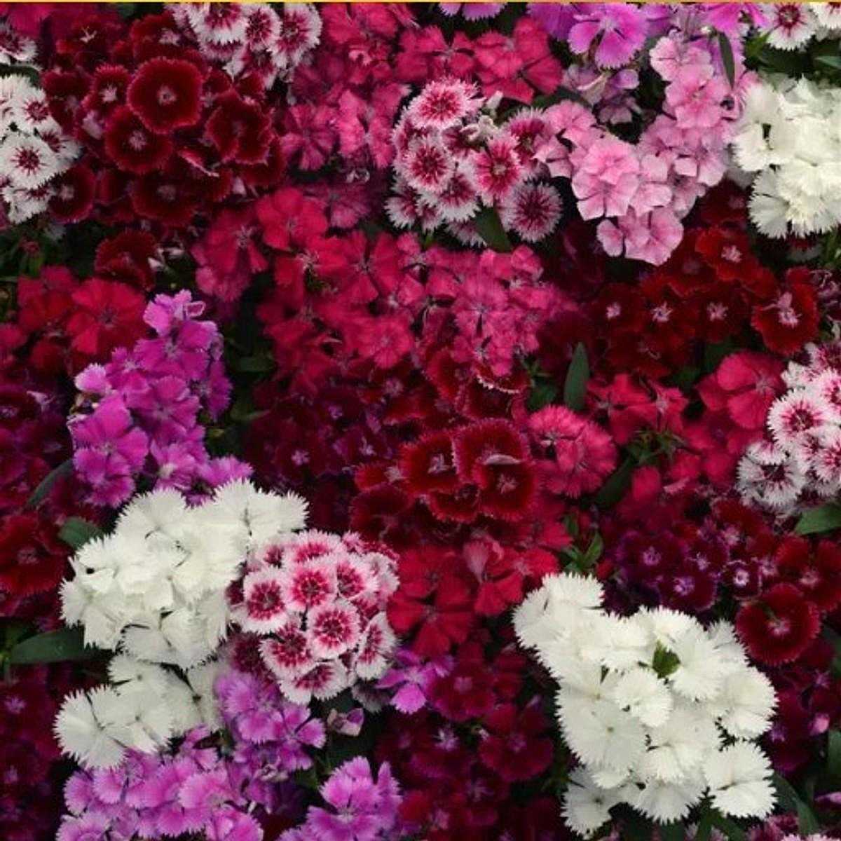 DIANTHUS 'Floral Lace Mix'