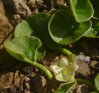 Dichondra donelliana – California Ponysfoot