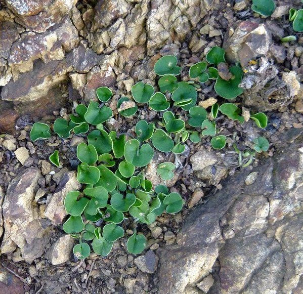 Dichondra donelliana – California Ponysfoot