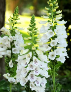 Digitalis purpurea 'Dalmatian White' – Foxglove