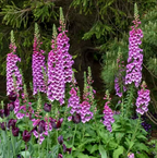 Digitalis purpurea 'Dalmatian Purple' – Foxglove