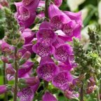 Digitalis purpurea 'Dalmatian Purple' – Foxglove