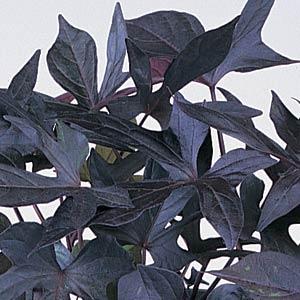 Ipomoea batatas 'Blackie' – Sweet Potato Vine
