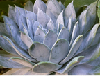 Dudleya brittonii – Giant Chalk Dudleya