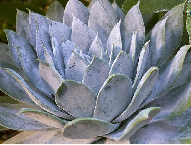 Dudleya brittonii – Giant Chalk Dudleya