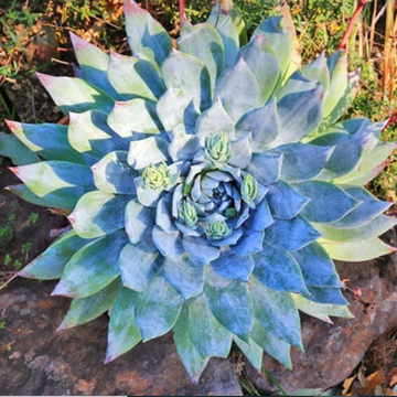 Dudleya brittonii – Giant Chalk Dudleya