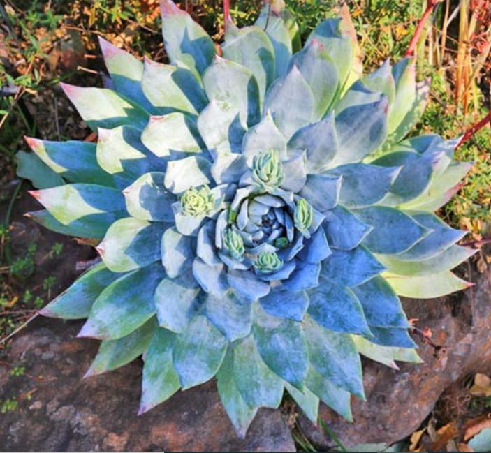 Dudleya brittonii – Giant Chalk Dudleya