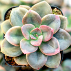 Echeveria 'Chroma' – Colorful Succulent