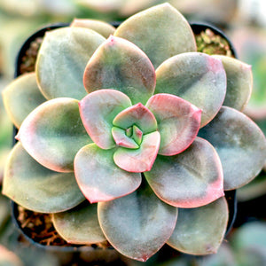 Echeveria 'Chroma' – Colorful Succulent