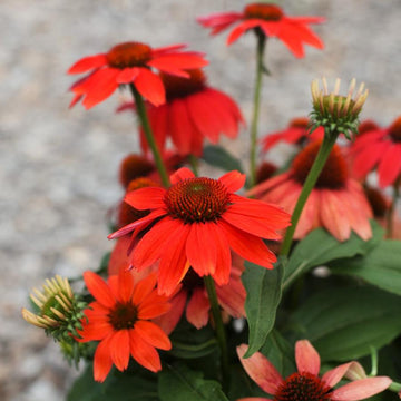 ECHINACEA hybrid Guatemala 'Papaya' (Available Now)