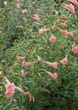 Epilobium canum 'Marin Pink' – California Fuchsia