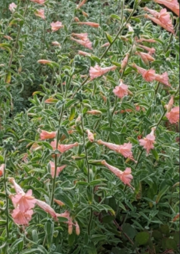 Epilobium canum 'Marin Pink' – California Fuchsia
