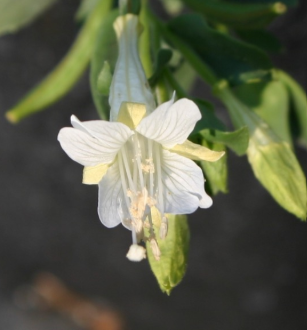 Epilobium canum 'Summer Snow' – California Fuchsia