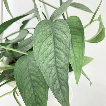 EPIPREMNUM pinnatum 'Cebu Blue' Pothos, Dragon-tail Plant, Tibitib, Centipede Tongavine
