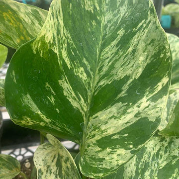 EPIPREMNUM pinnatum pinnatum 'Marble Queen' (POTHOS aureus 'M. Queen')
