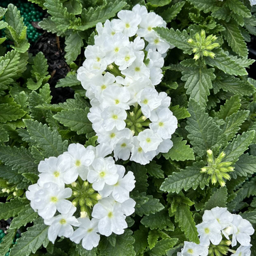 Verbena 'Empress Sun White' – Verbena