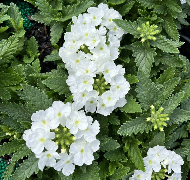Verbena 'Empress Sun White' – Verbena