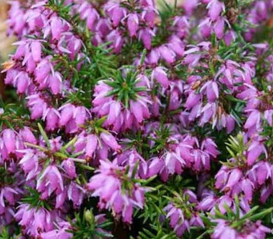 Erica x darleyensis 'Darley Dale' – Darley Heath