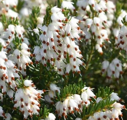 Erica x darleyensis 'Mediterranean White' – Darley Heath