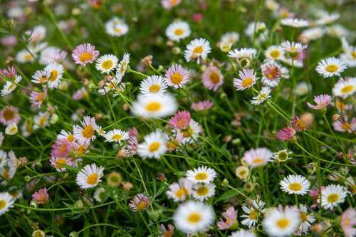 Erigeron karvinskianus 'Profusion' – Santa Barbara Daisy