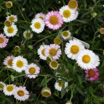 Erigeron karvinskianus 'Spindrift' – Mexican Daisy