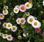 Erigeron karvinskianus 'Spindrift' – Mexican Daisy