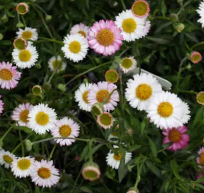 Erigeron karvinskianus 'Spindrift' – Mexican Daisy
