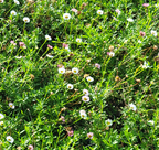 Erigeron karvinskianus 'Spindrift' – Mexican Daisy