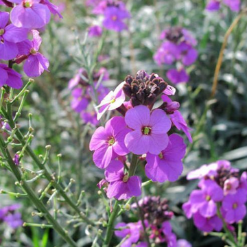 Erysimum 'Bowles' Mauve' – Alpine Wallflower