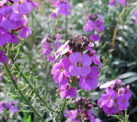 Alpine Wallflower 'Bowles' – live perennial, deer & drought resistant