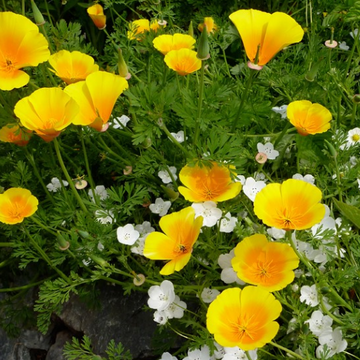 Eschscholzia californica var. maritima – Coastal California Poppy