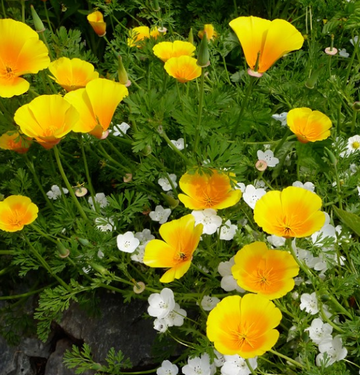 Eschscholzia californica var. maritima – Coastal California Poppy