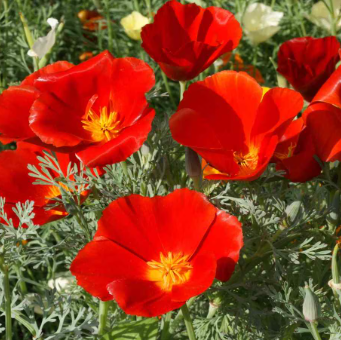 Eschscholzia californica 'Red Chief' – California Poppy