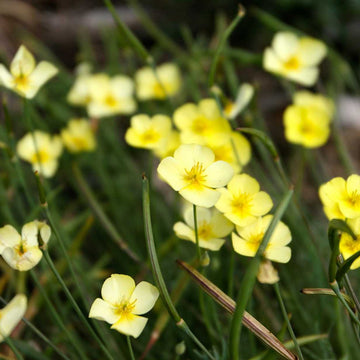 Eschscholzia caespitosa 'Sundew' – Tufted Poppy