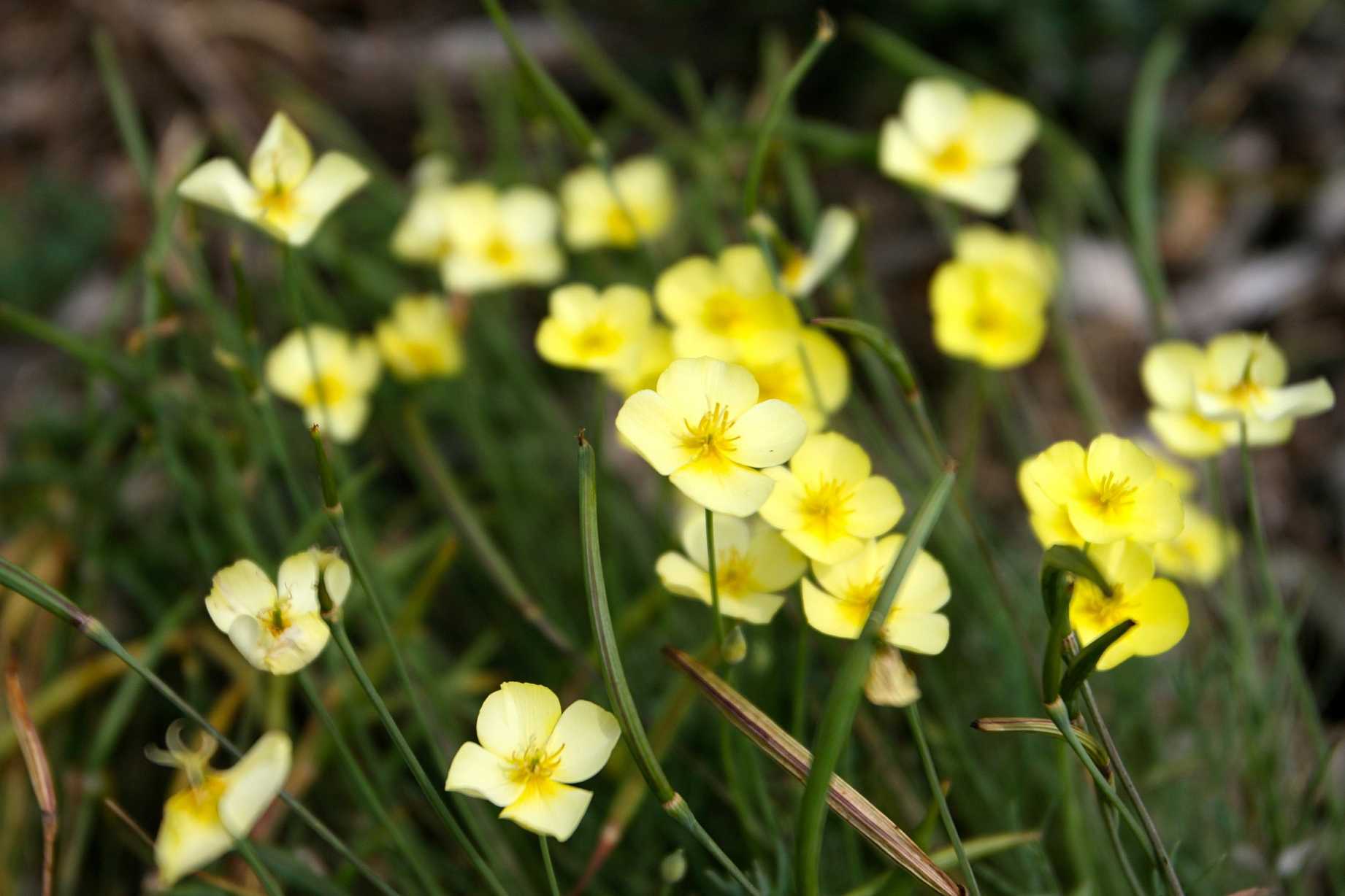 Eschscholzia caespitosa 'Sundew' – Tufted Poppy
