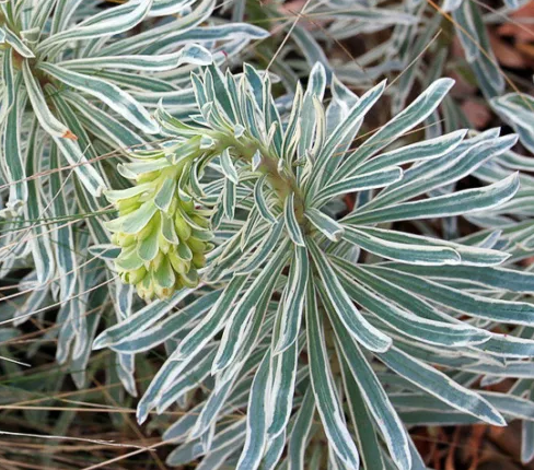 Euphorbia characias 'Glacier Blue' – Spurge