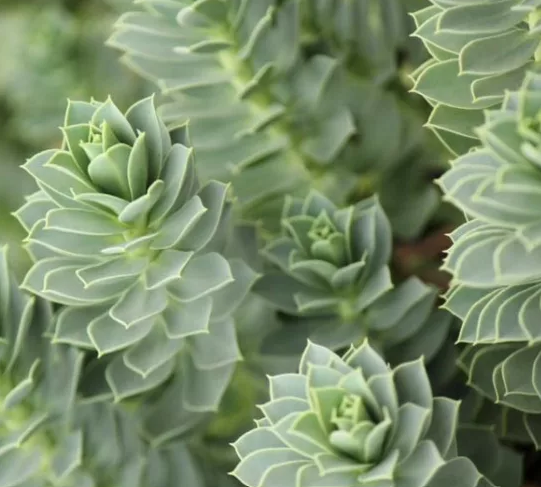 Euphorbia myrsinites – Myrtle Spurge