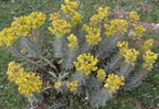 Euphorbia rigida – Rigid Spurge