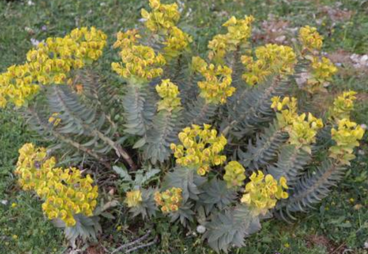 Euphorbia rigida – Rigid Spurge