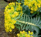 Euphorbia rigida – Rigid Spurge