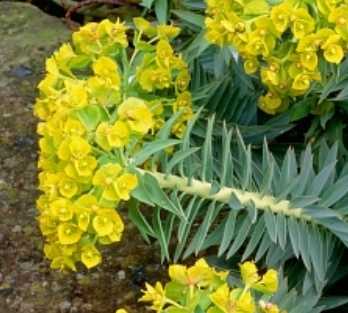 Euphorbia rigida – Rigid Spurge